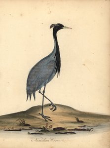 マドモアゼル クレーン、Anthropoides 乙女座 (ヌミディア クレーン、Ardea 乙女座)。 アンとエミリー・ヘイズによる、オスタリー公園の動物園からのウィリアム・ヘイズの肖像画の珍しい鳥と好奇心旺盛な鳥のイラストの手彩色の銅版画。 作： William Hayes