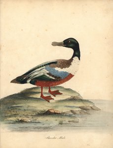 ハシビロコウ、Anas clypeata、オス。 オスタリー公園の動物園からの珍しい鳥と好奇心旺盛な鳥の肖像 (ロンドン: ブルマー