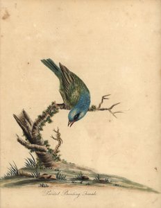 ホオジロ、Passerina ciris、メス。 ほぼ脅迫。 オスタリー公園の動物園からの珍しい鳥と好奇心旺盛な鳥の肖像 (ロンドン: ブルマー 作： William Hayes