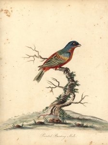 ホオジロ、Passerina ciris、オス。 ほぼ脅迫。 オスタリー公園の動物園からの珍しい鳥と好奇心旺盛な鳥の肖像 (ロンドン: ブルマー 作： William Hayes