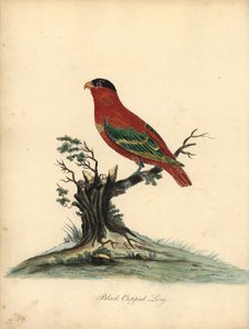 裸身のローリー、ロリウス・ドミセラ。 絶滅危惧種。 黒帽のローリー、Psittacus domicilla。 オスタリー公園の動物園からの珍しい鳥と好奇心旺盛な鳥の肖像 (ロンドン: ブルマー 作： William Hayes