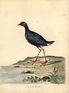 紫色のスワンフェン、ポルフィリオ ポルフィリオ。 (Purple gallinule, Fulica porphyrio) オスタリー公園の動物園の珍しい鳥と好奇心旺盛な鳥の肖像 (ロンドン: Bulmer 作： William Hayes