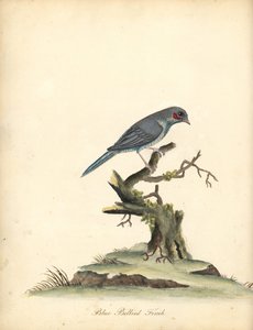 赤ほおコルドンブルー、Uraeginthus bengalus。 (Blue-bellied finch, Fringilla benghalus.) オスタリー公園の動物園の珍しい鳥と好奇心旺盛な鳥の肖像 (ロンドン: Bulmer 作： William Hayes