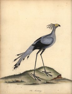 セクレタリーバード、いて座のサーペンタリウス。 脆弱。 (Falco serpentarius) オスタリー公園の動物園の珍しい鳥と好奇心旺盛な鳥の肖像からのウィリアム・ヘイズによるイラストの手彩色の銅版画の彫刻。 作： William Hayes