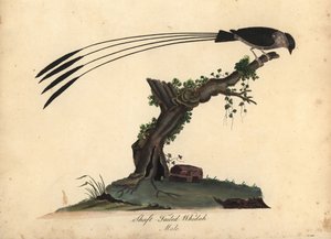 シャフト尾のホワイダ、ビドゥア・レギア。 (Shaft-tailed whidah, Emberiza regia) ウィリアム・ヘイズと彼の娘 M (マチルダ) による手彩色の銅版画の彫刻、ロンドンのオスタリー公園の動物園からの珍しい鳥と好奇心旺盛な鳥の肖像から: 作： William Hayes
