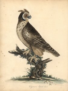 コミミズク、Asio flammeus。 (バージニア耳フクロウ) ウィリアム・ヘイズと彼の娘 M (マチルダ) によるイラストの手彩色の銅版画の彫刻、ロンドンのオスタリー公園の動物園からの珍しい鳥と好奇心旺盛な鳥の肖像画: ブルマー 作： William Hayes