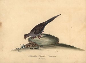銀キジ、Lophura nycthemera、メス。 (鉛筆で描かれた中国のキジ、Phasianus nycthemerus) イラストの手彩色の銅版彫刻 ウィリアム・ヘイズの「オスタリー公園の動物園からの珍しい鳥と好奇心旺盛な鳥の肖像」のマチルダ・ヘイズ、 作： William Hayes