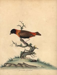サザンレッドビショップ、ユープレクテスオリックス。 (Grenadier grosbeak、Loxia orix)ロンドンのオスタリー公園の動物園からの希少で好奇心旺盛な鳥の肖像画からのウィリアム・ヘイズによるイラストの手彩色の銅版彫刻: Bulmer 作： William Hayes