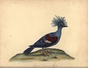 ニシバト、Goura cristata。 (オオカンムリハト、コルンバ コロナータ)。 脆弱。 オスタリー公園の動物園からの珍しい鳥と好奇心旺盛な鳥の肖像画からのウィリアム・ヘイズによるイラストの手彩色の銅版彫刻 (ロンドン: