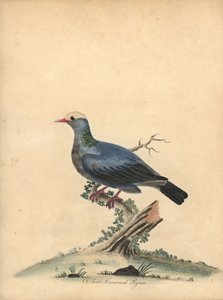 白戴冠ハト、パタギオエナス leucocephala。 ほぼ脅迫。 (Columba leucocephala) オスタリー公園の動物園の珍しい鳥と好奇心旺盛な鳥の肖像画のウィリアム・ヘイズによる手彩色の銅版画。 作： William Hayes