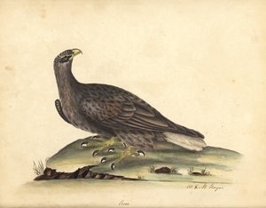 オジロワシ、Haliaeetus albicilla (エルネ、Aquila albicilla)。 ウィリアム・ヘイズと彼の娘 M (マチルダ) によるイラストの手彩色の銅版画、ロンドンのオスタリー公園の動物園からの珍しい鳥と好奇心旺盛な鳥の肖像画: B 作： William Hayes