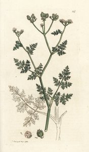 白いレースの花、Orlaya grandiflora (小さな caucalis またはバサード パセリ、Caucalis daucoides)。 James Smith