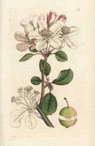 ワイルド アップルまたはクラブツリー、マルス ドメスティカ (Pyrus malus)。 James Smith