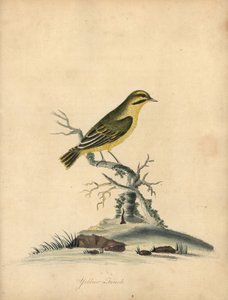 黄色いフィンチ、Fringilla butyracea。 絶滅？ オスタリー公園の動物園からの珍しい鳥と好奇心旺盛な鳥の肖像 (ロンドン: ブルマー