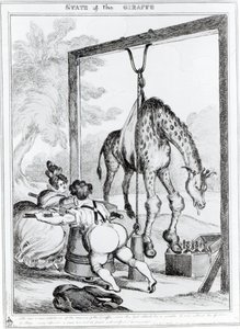 キリンの状態、1829