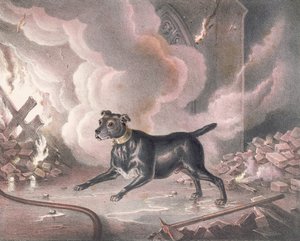 ロンドン消防士の犬 作： William Heath