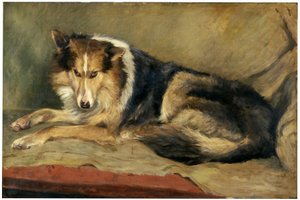 コリー犬