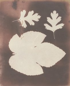 1.イチジクの葉。2.ホワイトソーンの葉、1839年。 作： William Henry Fox Talbot