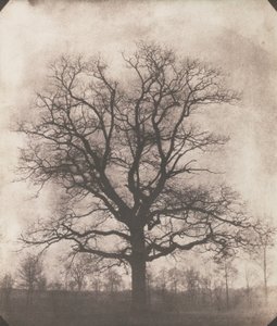 冬の樫の木、1892～93 年頃（カロタイプ ネガティブ）