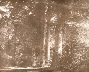ブナの木、ラコック修道院、1844年頃（セピア写真） 作： William Henry Fox Talbot