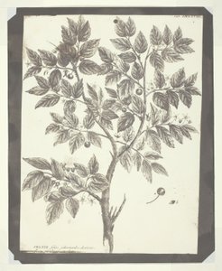 「Celtis」の植物彫刻のコピー