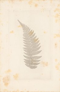[ファー］ 作： William Henry Fox Talbot