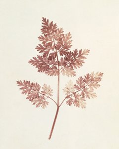 葉の葉、1843 作： William Henry Fox Talbot
