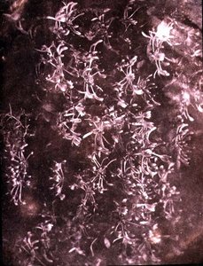 ハニーサックル、1840年6月（セピア写真） 作： William Henry Fox Talbot