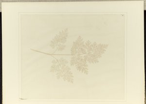 植物の葉 作： William Henry Fox Talbot