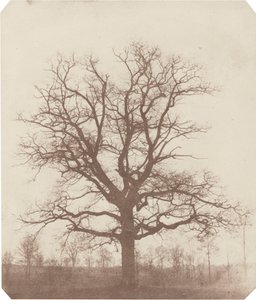 オークツリー、1840年代半ば（写真） 作： ウィリアム・ヘンリー・フォックス・タルボット