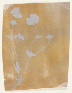 葉と花の茎 作： William Henry Fox Talbot