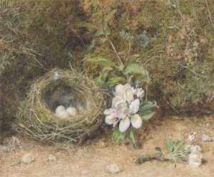 アップルブロッサムのスプレーのある鳥の巣、c.1845-50（紙にチョークとガムを塗ったボディカラーとトイレ） 作： William Henry Hunt
