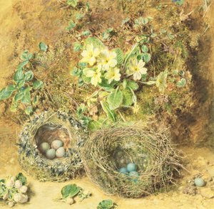 サクラソウと鳥の巣