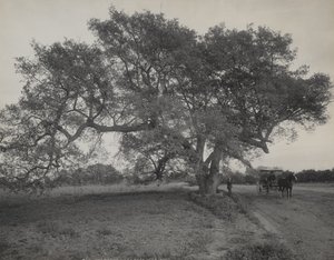 作： William Henry Jackson