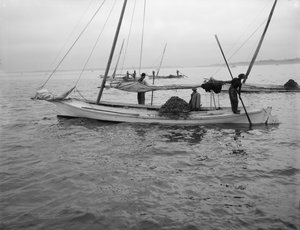 カキの浚渫。 c.1890-1910 作： William Henry Jackson
