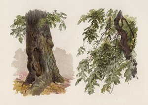 木。The Ash（カラーリトグラフ 作： William Henry James (after) Boot