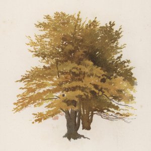木。ブナ（カラーリトグラフ 作： William Henry James (after) Boot