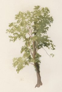 木。ニレ（カラーリトグラフ 作： William Henry James (after) Boot