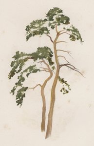 樹木スコッチファー（カラーリトグラフ 作： William Henry James (after) Boot