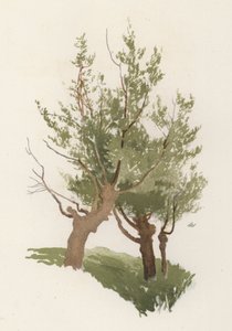 木。The Willow（カラーリトグラフ 作： William Henry James (after) Boot