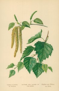 白樺の尾状花序と葉 作： William Henry James Boot