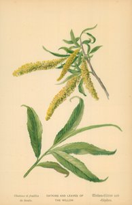 尾状花序と柳の葉