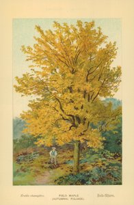 フィールドメープル（紅葉） 作： William Henry James Boot