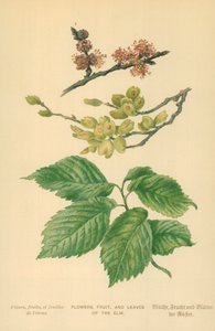 ニレの花、果物、葉 作： William Henry James Boot