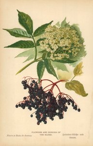 長老の花と果実 作： William Henry James Boot