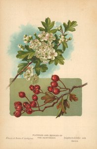 サンザシの花と果実 作： William Henry James Boot