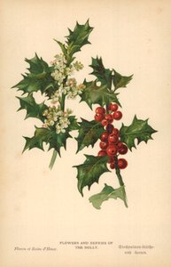 ホリーの花と果実 作： William Henry James Boot