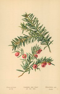 イチイの花と果実 作： William Henry James Boot
