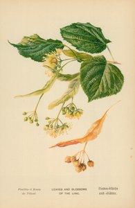 ライムの葉と花