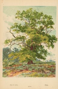 オーク 作： William Henry James Boot